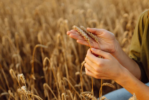 Çiftçi Bir Kadının Ellerinde Buğday Demetleri Buğday Tarlasında Bir Kadın — Stok fotoğraf