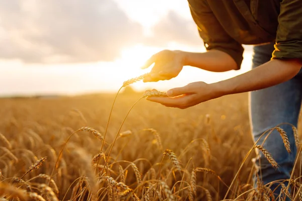 Буки Пшениці Руках Фермера Жінка Фермер Пшеничному Полі Перевіряє Урожай — стокове фото