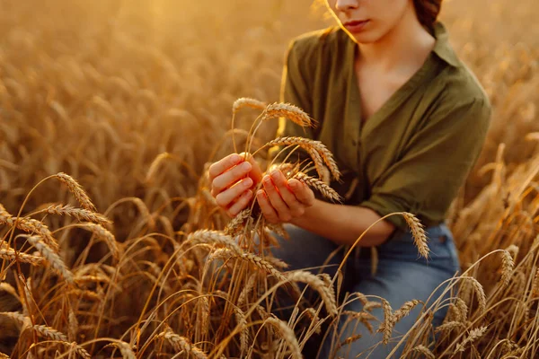 Bunches of wheat in the hands of a farmer woman. A woman farmer in a wheat field checks the harvest, quality. Agriculture concept. Smart farming.