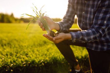 Yeşil buğday tarlasında elinde toprakla yeşil bir buğday filizini tutan bir tarım uzmanının yakın çekimi. Deneyimli bir çiftçi tarladaki buğday hasadını kontrol eder. Ekoloji, bahçıvanlık kavramı.