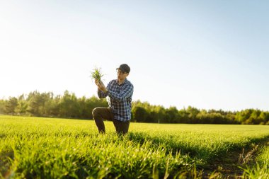 Yeşil buğday tarlasında elinde toprakla yeşil bir buğday filizini tutan bir tarım uzmanının yakın çekimi. Deneyimli bir çiftçi tarladaki buğday hasadını kontrol eder. Ekoloji, bahçıvanlık kavramı.