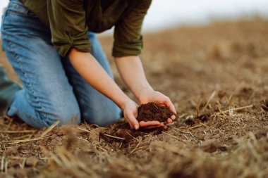 Kadın bir çiftçinin ellerinde toprak. Dişi çiftçinin deneyimli elleri ekmeden önce toprağın sağlığını ve kalitesini kontrol eder. Ekoloji, tarım kavramı.