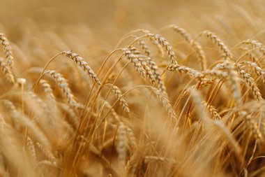 Akşamları günbatımı tarlasında altın buğday kulakları. Doğa fotoğrafçılığı. Zengin bir hasat fikri. Tarım Çiftliği.