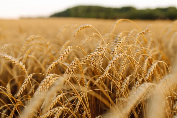Golden Ears Wheat Sunset Field Evening Close Nature Photography Idea — Stock Photo, Image