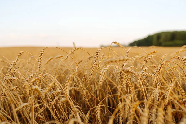 Golden Ears Wheat Sunset Field Evening Close Nature Photography Idea — Stock Photo, Image