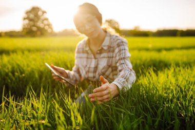 Modern tabletli bir kadın çiftçi filizleri eliyle değerlendirir, tarladaki yeşil filizleri. Tarım sektöründe dijital tabletle tarım.