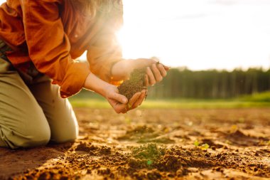 Toprak çiftçinin elindedir. Siyah toprak ve verimli topraklar tutan, sağlığını kontrol eden deneyimli bir çiftçi kadının yakın çekimi. Tarım kavramı.