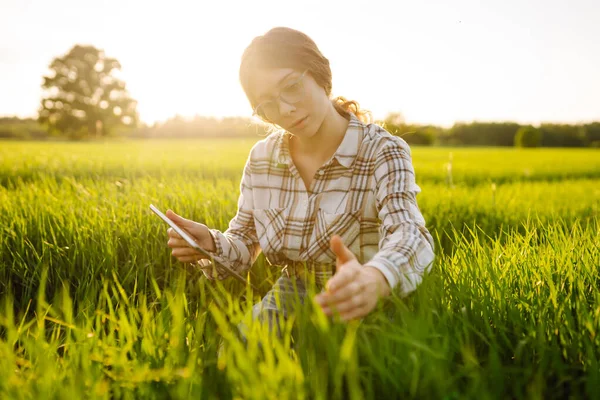 Modern tabletli bir kadın çiftçi filizleri eliyle değerlendirir, tarladaki yeşil filizleri. Tarım sektöründe dijital tabletle tarım.