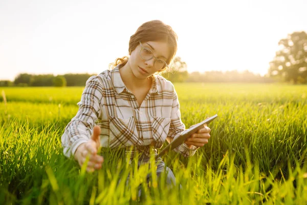 Modern tabletli bir kadın çiftçi filizleri eliyle değerlendirir, tarladaki yeşil filizleri. Tarım sektöründe dijital tabletle tarım.