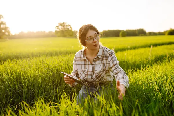 Modern tabletli bir kadın çiftçi filizleri eliyle değerlendirir, tarladaki yeşil filizleri. Tarım sektöründe dijital tabletle tarım.