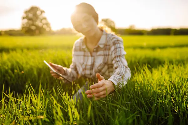 Seorang Petani Wanita Dengan Tablet Modern Mengevaluasi Tunas Dengan Tangannya — Stok Foto