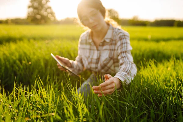 Женщина Фермер Современной Табличкой Оценивает Побеги Рукой Зеленые Побеги Пшеницы — стоковое фото