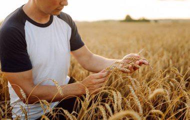 Buğday tarlası geçmişi. Bir çiftçinin erkek eli gün batımında bir tarlada buğday kulaklarına dokunur, mahsulün kalitesini ve büyümesini kontrol eder. Zengin hasat konsepti. Tarım.