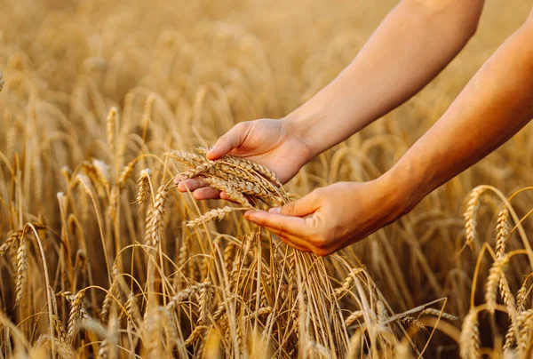 Buğday tarlası geçmişi. Bir çiftçinin erkek eli gün batımında bir tarlada buğday kulaklarına dokunur, mahsulün kalitesini ve büyümesini kontrol eder. Zengin hasat konsepti. Tarım.