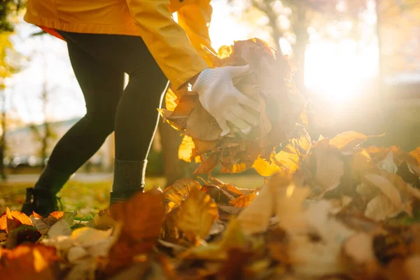 Mãos Mulher Selo Reúnem Folhas Caídas Parque Outono Pôr Sol — Fotografia de Stock