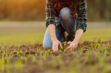 Çiftlik sahibi tarlada çalışıyor, olgun buğday filizlerini inceliyor. Kadın tohuma dokunur ve kalitesini ve büyümesini kontrol eder. Büyüyen tarım ürünleri, yeşil filizler.