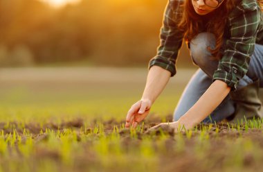 Çiftlik sahibi tarlada çalışıyor, olgun buğday filizlerini inceliyor. Kadın tohuma dokunur ve kalitesini ve büyümesini kontrol eder. Büyüyen tarım ürünleri, yeşil filizler.