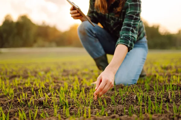 stock image Farmer woman in boots checks the quality of the soil before sowing in her hands with a digital tablet. Woman agronomist in a field of young sprouts. Concept of gardening, ecology, tegnology. 