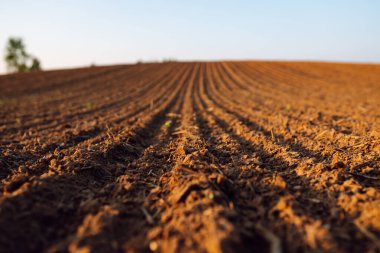 Kırsal alan. Bitkiler, sebzeler, gün batımında tohum ekmeden önce hazırlanan kara toprağın yakın çekimi. Tarım kavramı.