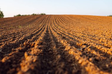 Kırsal alan. Bitkiler, sebzeler, gün batımında tohum ekmeden önce hazırlanan kara toprağın yakın çekimi. Tarım kavramı.