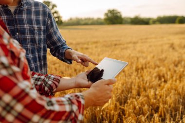 Modern bir tabletle altın buğday tarlasında deneyimli çiftçiler mahsulün büyümesini ve kalitesini kontrol ediyorlar. Akıllı çiftlik. Tarım, iş kavramı