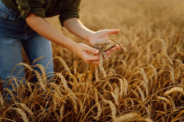 Жінка Фермер Торкається Золотої Пшениці Аналізує Урожай Перевіряє Якість Пшеничного — стокове фото
