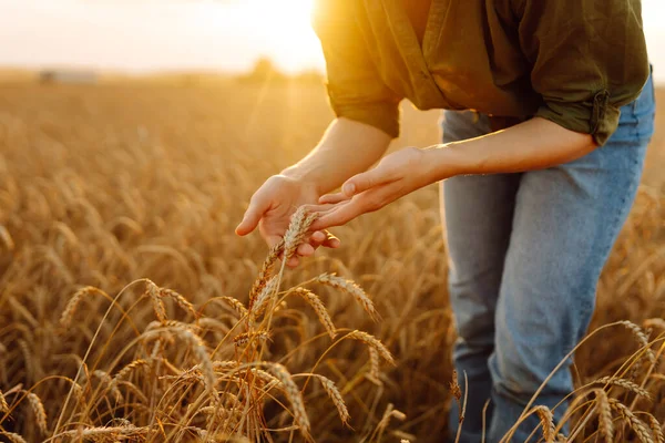 Μια Αγρότισσα Αγγίζει Χρυσό Σιτάρι Αναλύει Συγκομιδή Ελέγχει Την Ποιότητα — Φωτογραφία Αρχείου