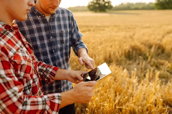 Ervaren Boeren Een Gouden Tarweveld Met Een Moderne Tablet Die — Stockfoto