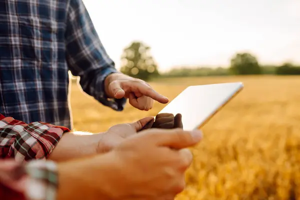 Experienced Farmers Golden Wheat Field Modern Tablet Checking Growth Quality — Stock Photo, Image