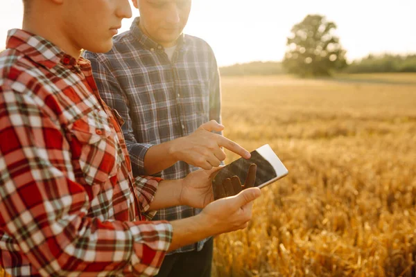 Ervaren Boeren Een Gouden Tarweveld Met Een Moderne Tablet Die — Stockfoto
