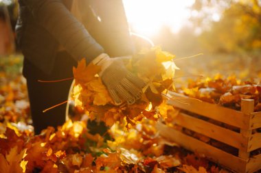 Erkeklerin eldiven giyip dökülmüş yaprakları toplayıp özel bir kutuya koydukları yakın plan. Gönüllü olmak, ekoloji ya da doğa kavramı.