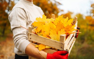 Erkek eller toplanır ve sarı yaprakları sepete koyar. Bir sonbahar parkında yaprak koleksiyonu. Gönüllü olma, temizlik, ekoloji kavramı