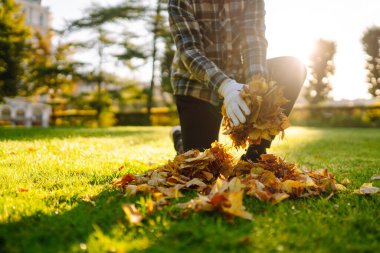 Eldivenli ellerin, parktaki çimenlikte düşen sarı yaprakları topladığı yakın plan. Düşen sarı yaprak koleksiyonu. Temizlik kavramı, gönüllü olmak..
