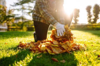 Eldivenli ellerin, parktaki çimenlikte düşen sarı yaprakları topladığı yakın plan. Düşen sarı yaprak koleksiyonu. Temizlik kavramı, gönüllü olmak..
