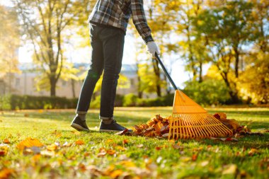 Elinde yelpaze şeklinde sarı tırmık olan bir adam parkta düşen sonbahar yapraklarını topluyor. Çimlerin üzerinde bir tırmık ve bir yığın yaprak. Bahçe bahçesinde sonbahar temizliği.