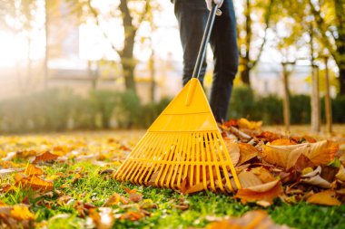 Elinde yelpaze şeklinde sarı tırmık olan bir adam parkta düşen sonbahar yapraklarını topluyor. Çimlerin üzerinde bir tırmık ve bir yığın yaprak. Bahçe bahçesinde sonbahar temizliği.
