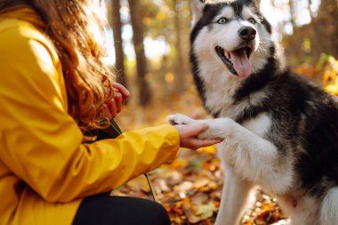 İri köpeğiyle güz ormanında yürüyen mutlu bir kadın. Neşeli bir evcil hayvan sahibi ile dışarıda vakit geçirir. Rahatlama kavramı, eğlence.