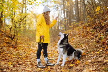 İri köpeğiyle güz ormanında yürüyen mutlu bir kadın. Neşeli bir evcil hayvan sahibi ile dışarıda vakit geçirir. Rahatlama kavramı, eğlence.