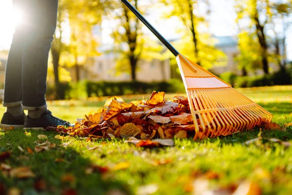 Elinde yelpaze şeklinde sarı tırmık olan bir adam parkta düşen sonbahar yapraklarını topluyor. Çimlerin üzerinde bir tırmık ve bir yığın yaprak. Bahçe bahçesinde sonbahar temizliği.