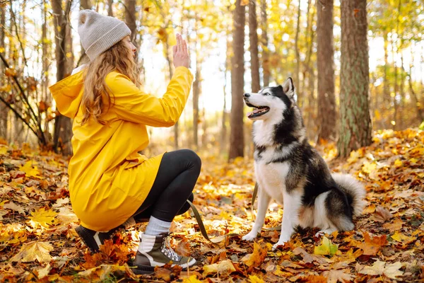 夫の犬と一緒にいる幸せな女性は 秋の森を歩いています 陽気なペットは 屋外でオーナーと時間を過ごしています リラクゼーションのコンセプト 楽しい — ストック写真
