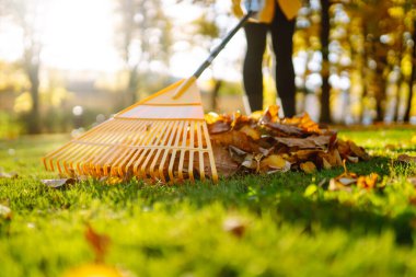 Sarı tırmık, sonbahar parkındaki çimlerden düşen yaprakları tırmıklıyor. Yaprakları sökmek için tırmık kullanıyor. Gönüllü olma kavramı, mevsimlik bahçıvanlık. Bahçe temizliği.