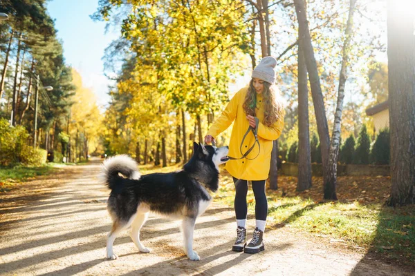黄色いコートの美しい若い女性は 彼女のペットの夫と秋の公園を歩いています ペットの飼い主は犬と時間を過ごしています 楽しい エンターテイメントのコンセプト — ストック写真