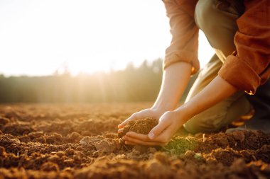 Deneyimli bir çiftçinin elleri taze toprağı tutarken, dökerken ve kara toprağın kalitesini ölçerken. Domuz yağı yetiştirme kavramı, ekoloji.