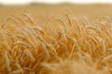 Buğday kulaklarına yakın çekim. Olgunlaşan buğday tarlasının arka planı. Karakterin büyüyen karakteri. Hasat zamanı.