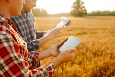 Dijital tabletle altın buğday tarlasında tarımcılar hasatı inceliyor. İki çiftçi buğday tarlasının ortasındaki tahılın kalitesini kontrol ediyor. Akıllı çiftlik, internet, teknoloji.