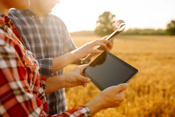 Agronomists in a golden wheat field with a digital tablet, studying the harvest. Two farmers check the quality of grain in the middle of a wheat field. Smart farm, internet, technology.