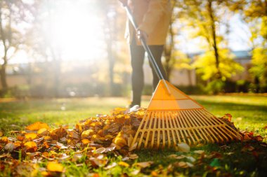 Bir vantilatör tırmığının yakınından açık alanda düşen sarı yaprakları topluyor. Bir eylemci yaprakları temizler. Gönüllü olma, temizlik, ekoloji kavramı.