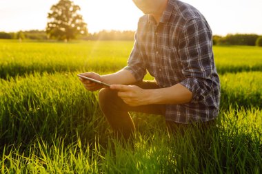Elinde dijital tabletle yeşil bir alanda tarımcı. Genç bir çiftçi özel bir uygulama kullanarak genç buğdayın kalitesini kontrol ediyor. Cömert bir hasat.
