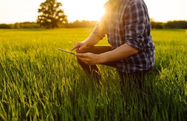 Elinde dijital tabletle yeşil bir alanda tarımcı. Genç bir çiftçi özel bir uygulama kullanarak genç buğdayın kalitesini kontrol ediyor. Cömert bir hasat.