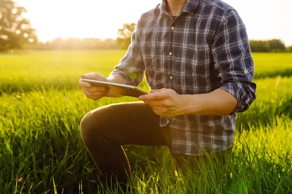 Agronomist on a green field with a digital tablet in his hands. A young farmer checking the quality of young wheat using a specialized application. A bountiful harvest.